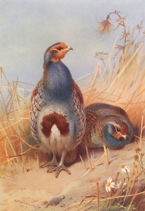  av Archibald Thorburn