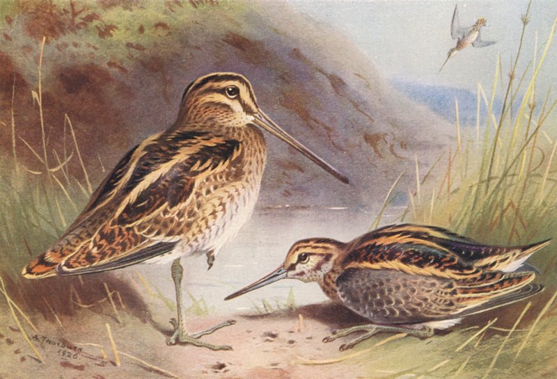  av Archibald Thorburn