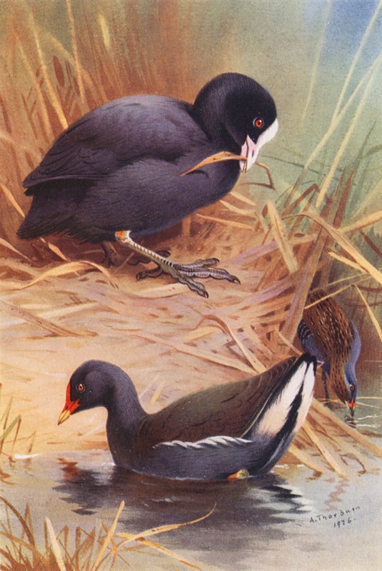  av Archibald Thorburn