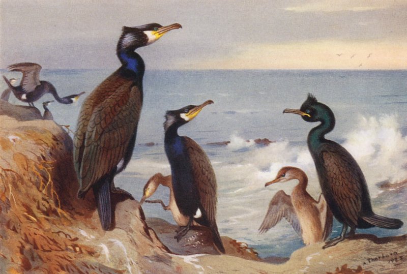 Skarv (voksen og umoden), Toppskarv (voksen og umoden) (fargelitografi) av Archibald Thorburn