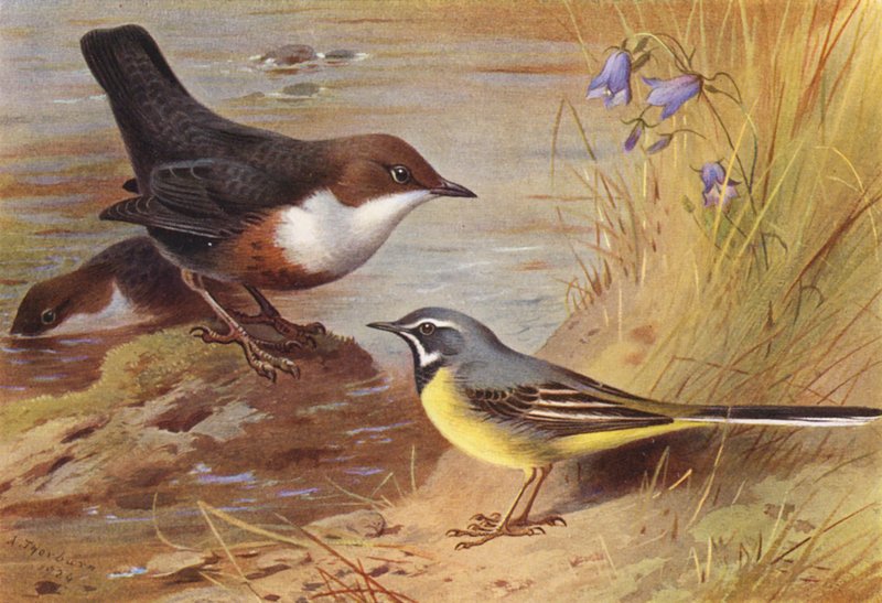 Vandspurv, grå linerle (fargelitografi) av Archibald Thorburn