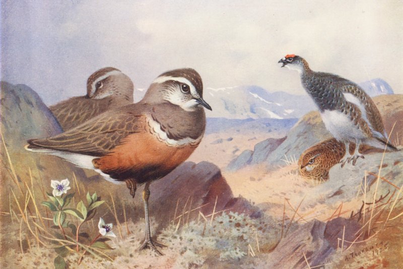  av Archibald Thorburn