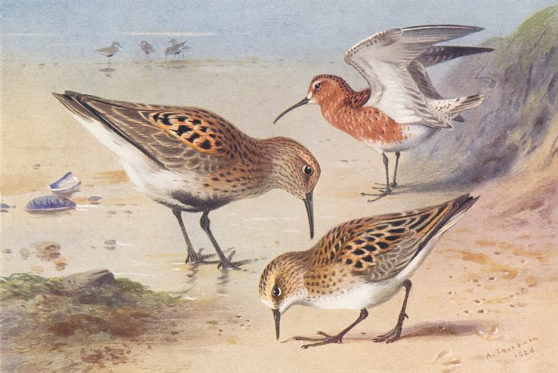  av Archibald Thorburn