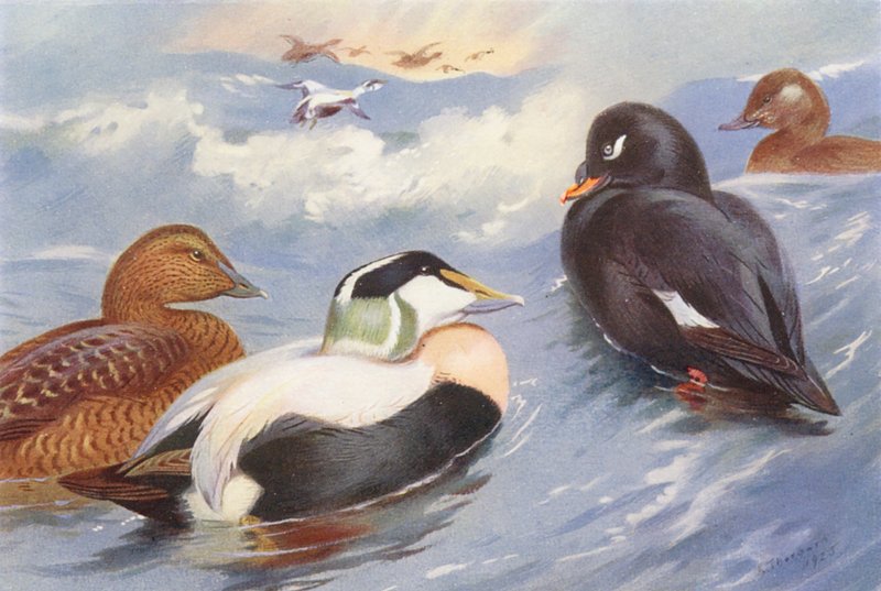  av Archibald Thorburn