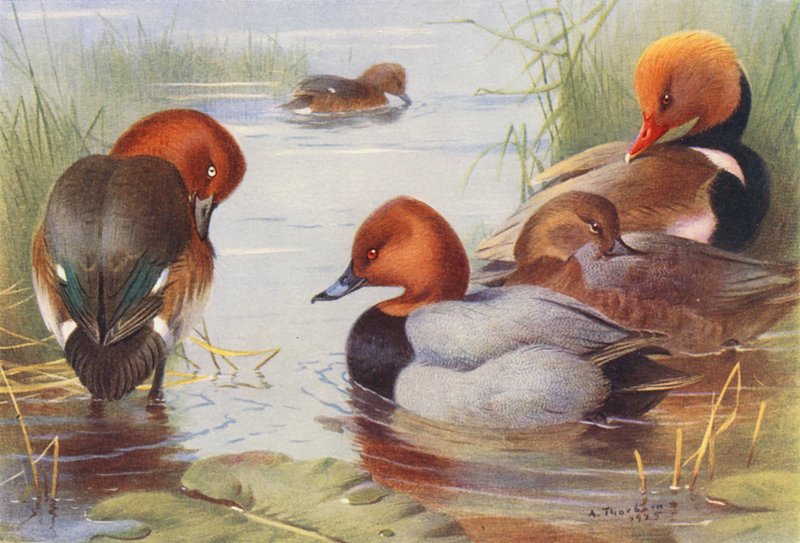  av Archibald Thorburn