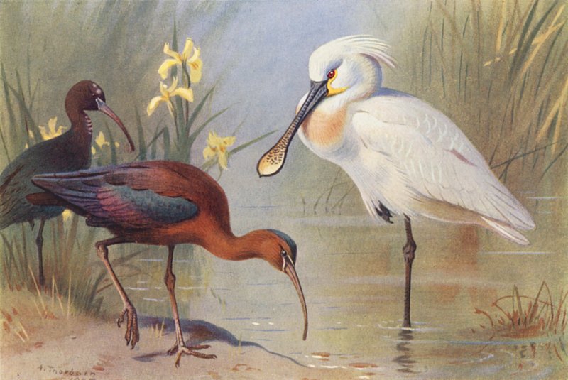  av Archibald Thorburn