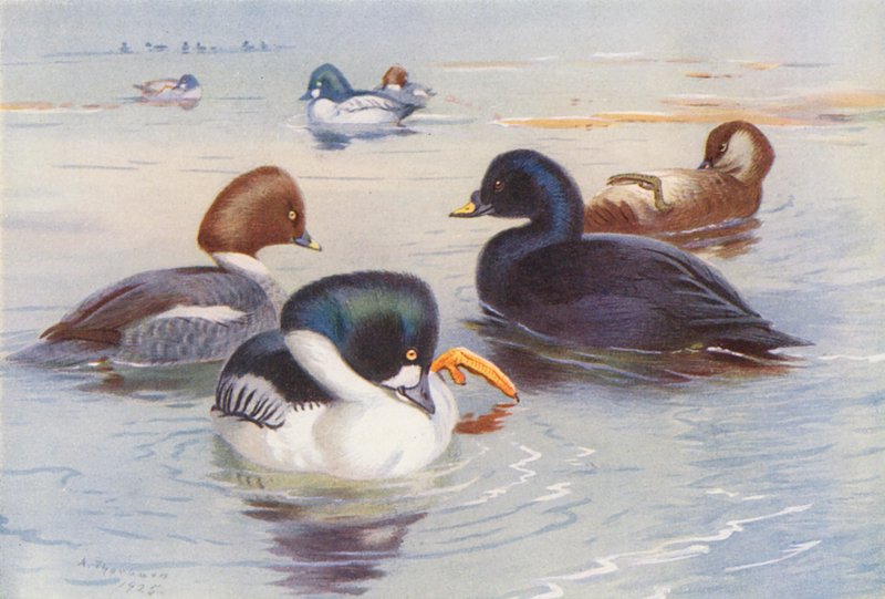  av Archibald Thorburn
