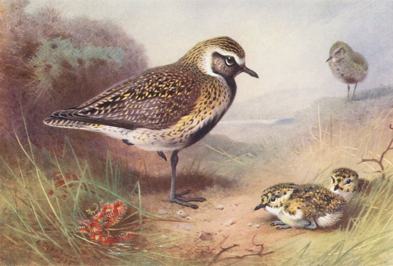  av Archibald Thorburn