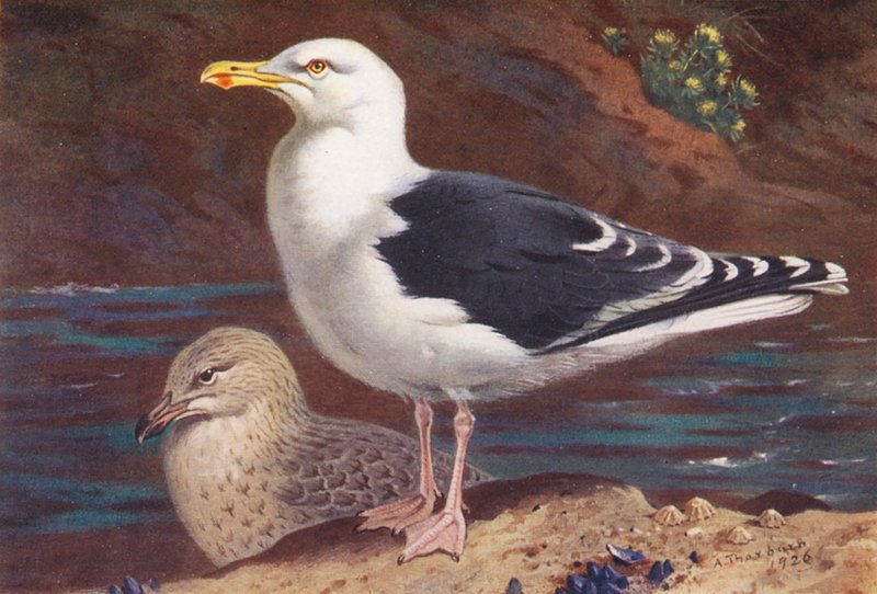 Svartbak (voksen og ung) (fargelitografi) av Archibald Thorburn
