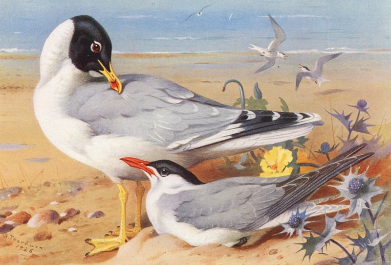 Svarthodemåke, Kaspisk terne (fargelitografi) av Archibald Thorburn