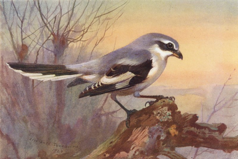 Stor grå tornskade (fargelitografi) av Archibald Thorburn