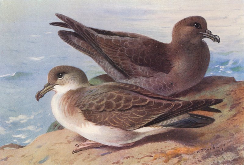 Stor lire, sotet lire (fargelitografi) av Archibald Thorburn
