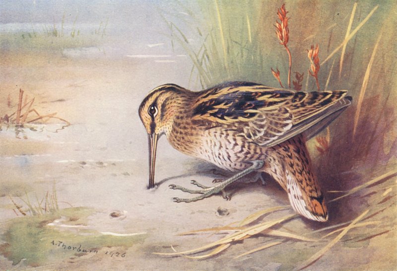 Storbekkasin (fargelitografi) av Archibald Thorburn