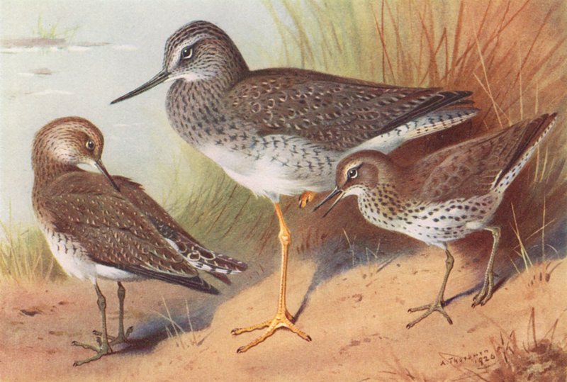  av Archibald Thorburn