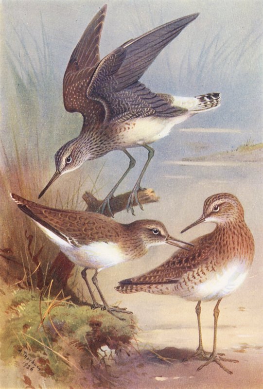  av Archibald Thorburn