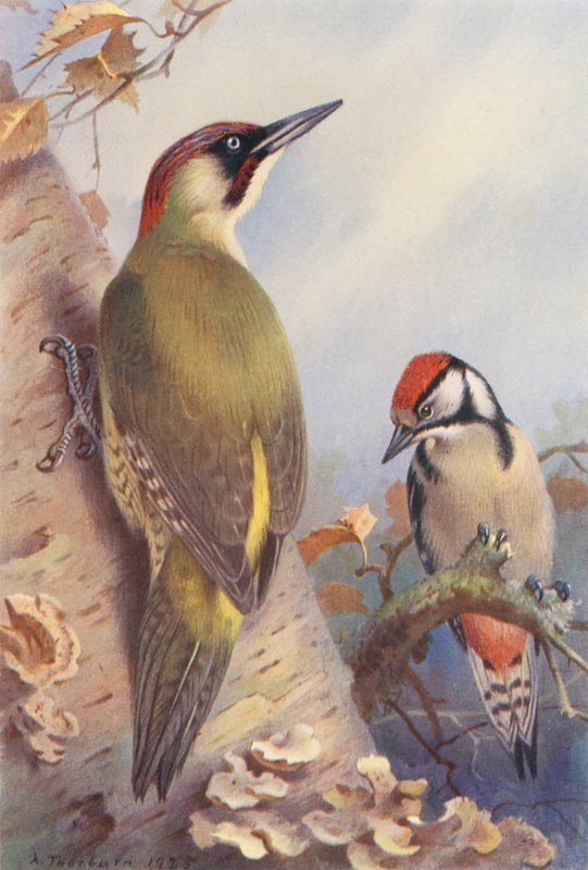  av Archibald Thorburn