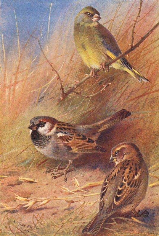  av Archibald Thorburn