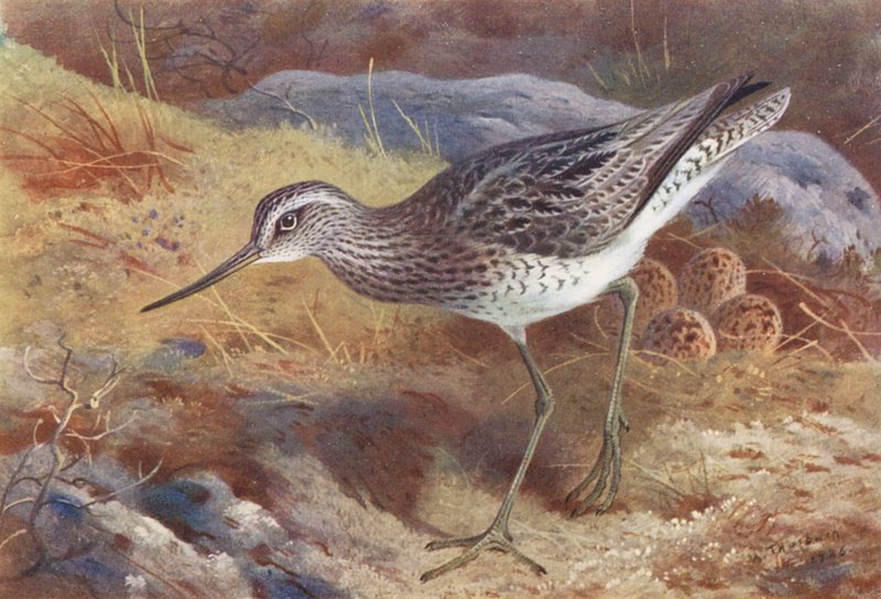  av Archibald Thorburn