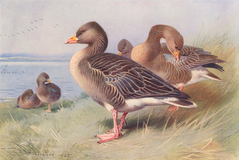  av Archibald Thorburn