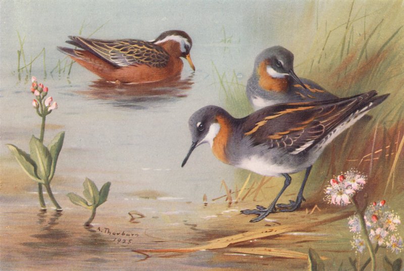  av Archibald Thorburn