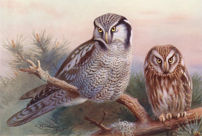  av Archibald Thorburn