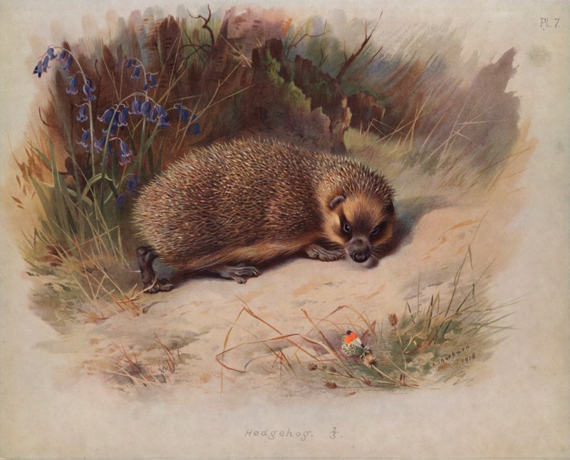 Pinnsvin av Archibald Thorburn
