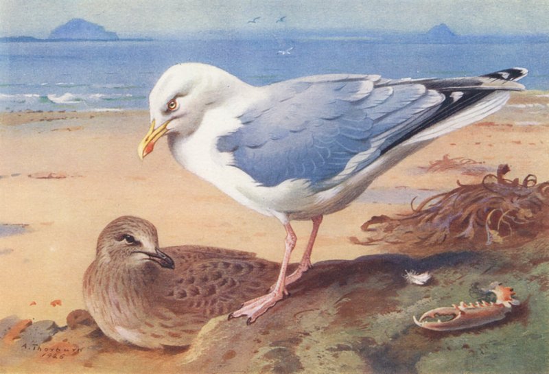  av Archibald Thorburn