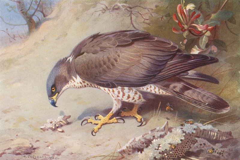  av Archibald Thorburn