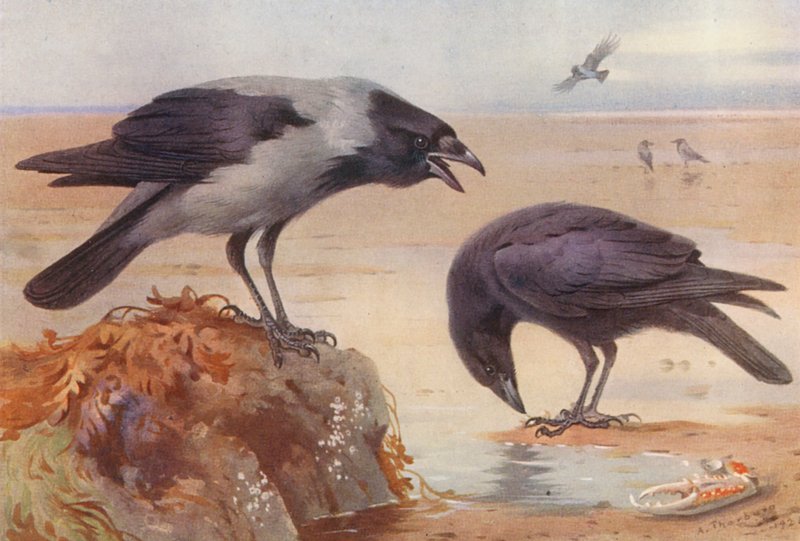  av Archibald Thorburn