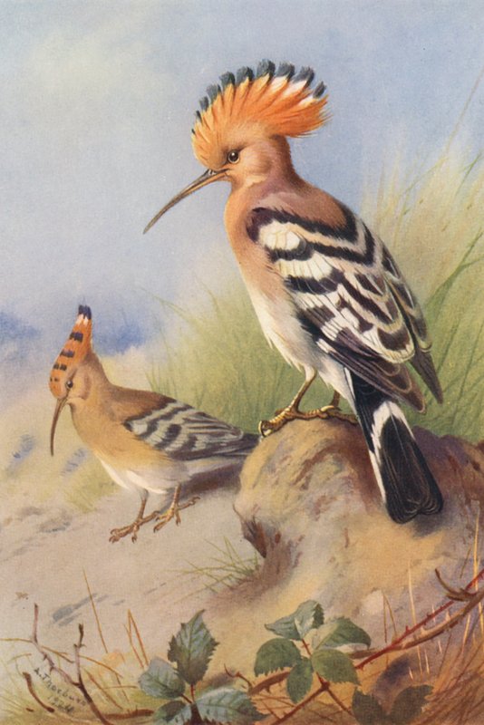  av Archibald Thorburn
