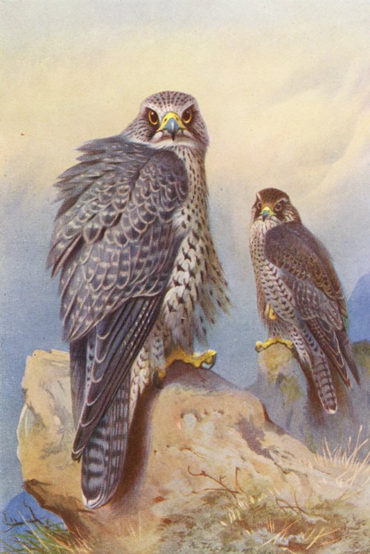 Islandsfalk, Gyrfalk (fargelitografi) av Archibald Thorburn