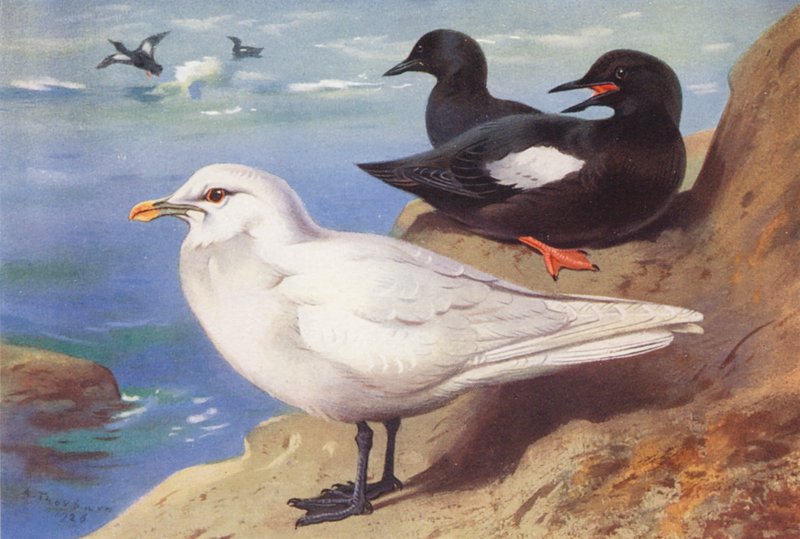  av Archibald Thorburn