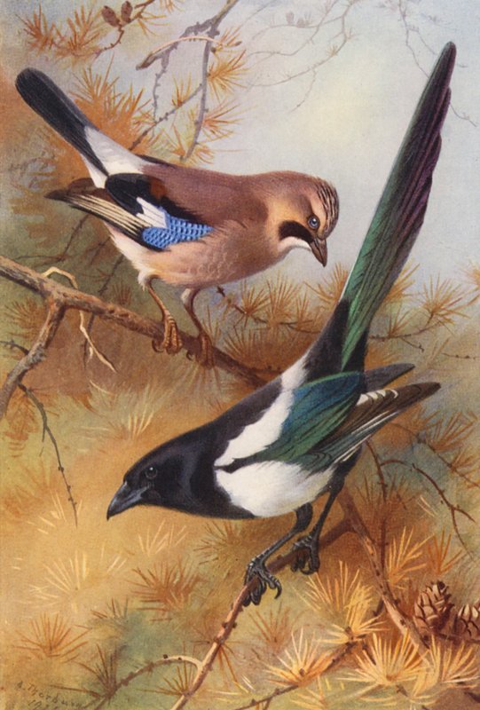 Skjære, skjære (fargelitografi) av Archibald Thorburn