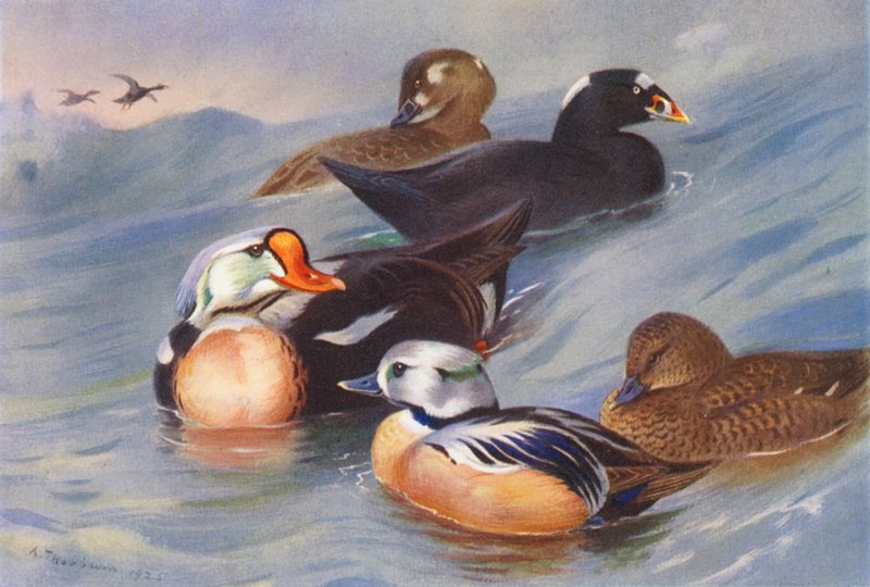  av Archibald Thorburn