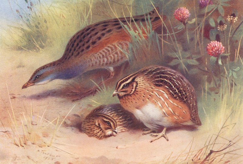  av Archibald Thorburn