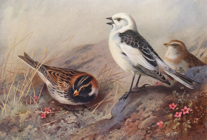  av Archibald Thorburn