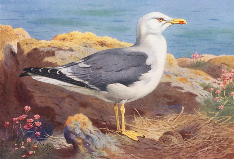  av Archibald Thorburn
