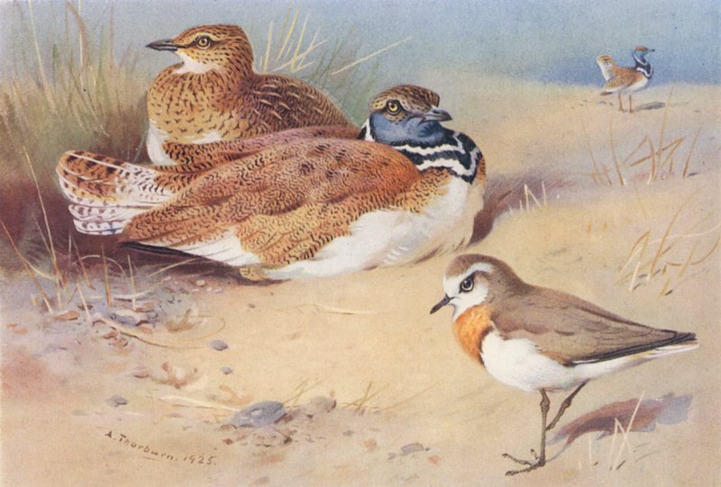  av Archibald Thorburn