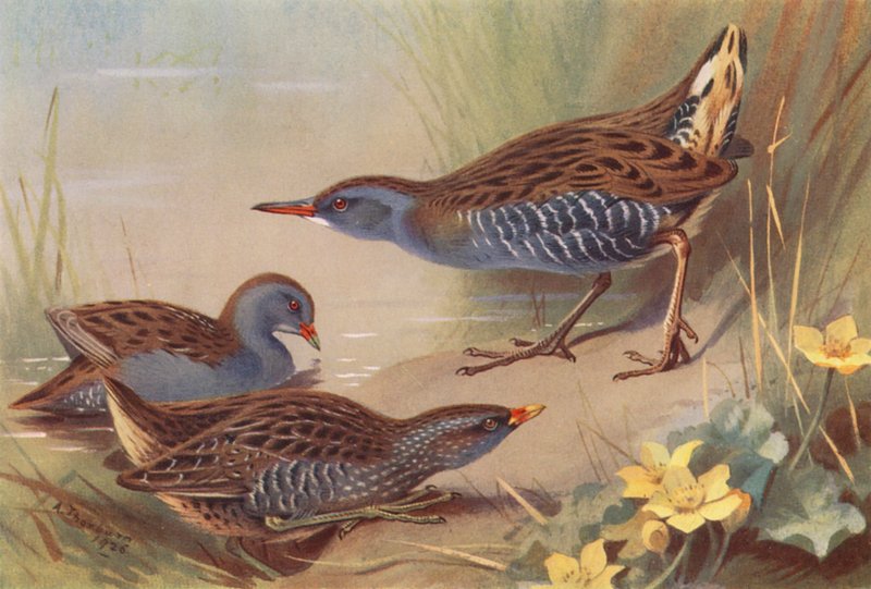  av Archibald Thorburn