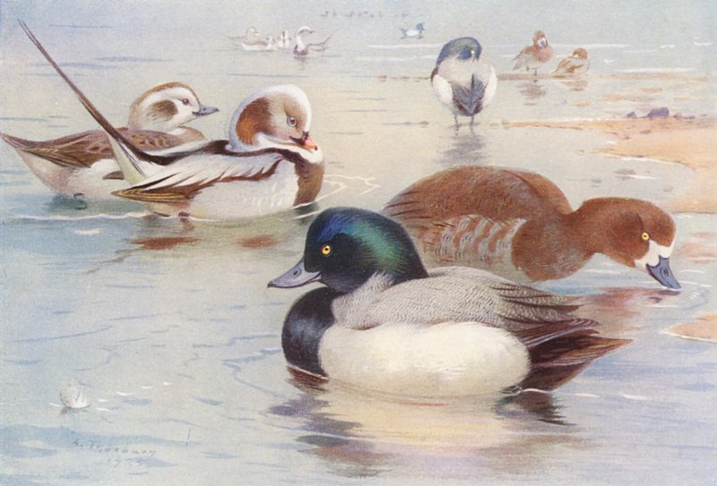  av Archibald Thorburn