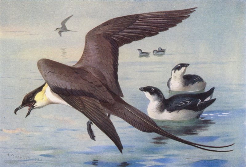  av Archibald Thorburn