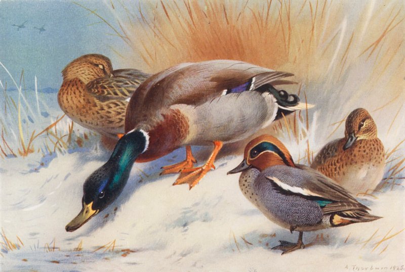  av Archibald Thorburn
