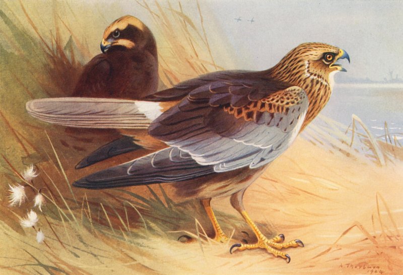  av Archibald Thorburn