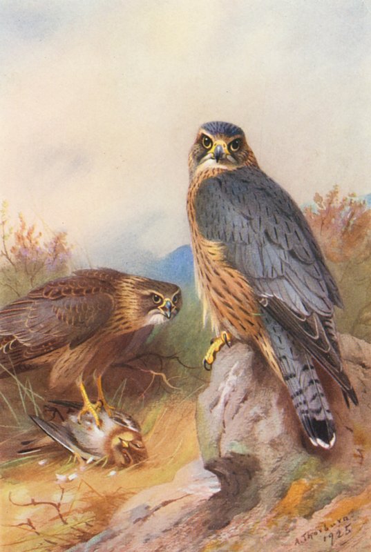  av Archibald Thorburn