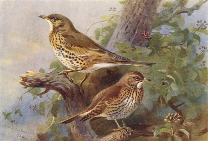 Misteltrost, Sangtrost (fargelitografi) av Archibald Thorburn