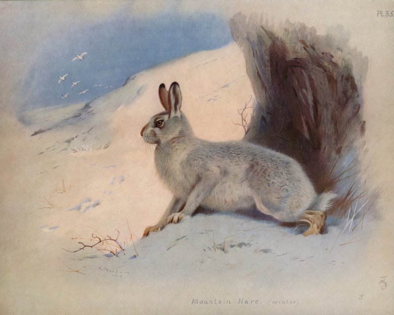Fjellhare (vinter) av Archibald Thorburn