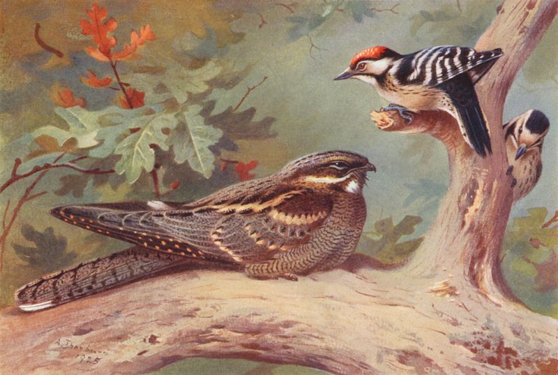  av Archibald Thorburn