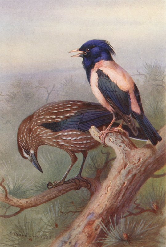  av Archibald Thorburn