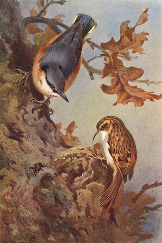  av Archibald Thorburn