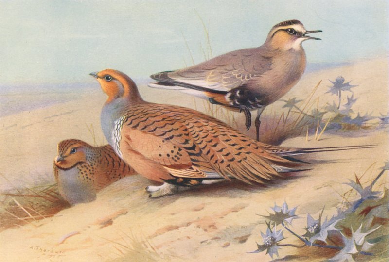  av Archibald Thorburn